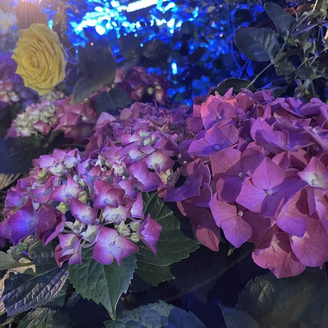 返嚟啦，返嚟啦，2023香港🌸🌹🌻花卉展覽