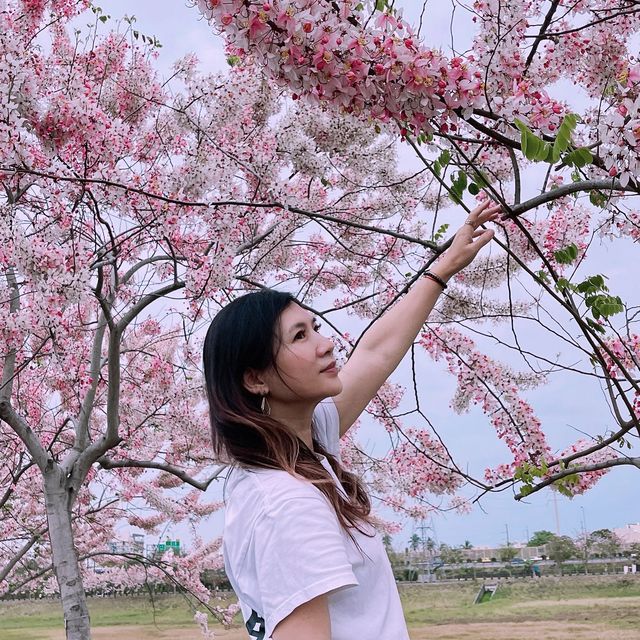 （台南/仁德）盛開的粉紅花旗木步道-仁德滯洪池