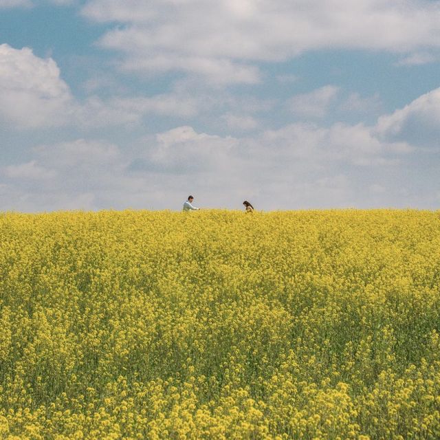 노란 유채꽃과 푸른 호밀밭이 있는 안성팜랜드 