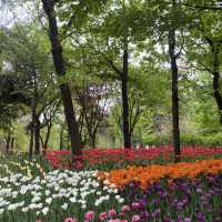 튤립🌷이 한가득 피어있는 “서울숲” 🌳