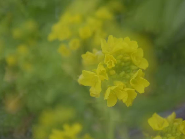 千葉県最大級の牧場「マザー牧場」