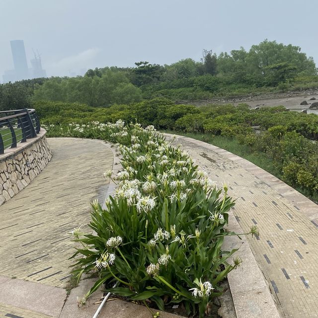 【城市中的巨大綠洲：深圳灣公園】