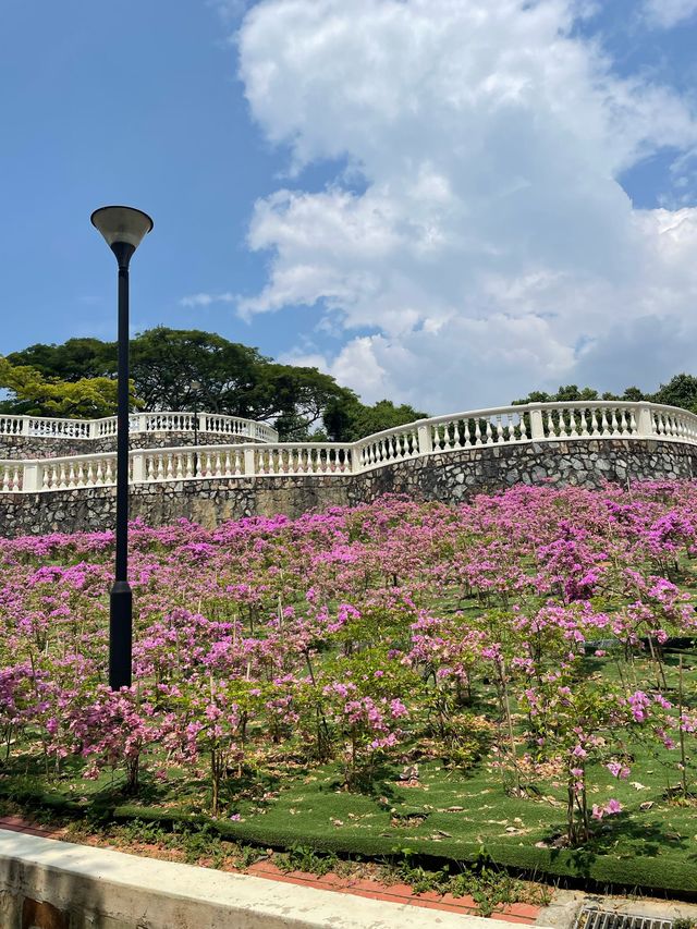 🇸🇬 Terrace Garden: It feels like Spring 🌸