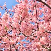 三浦海岸の河津桜に一足早い春を探す旅