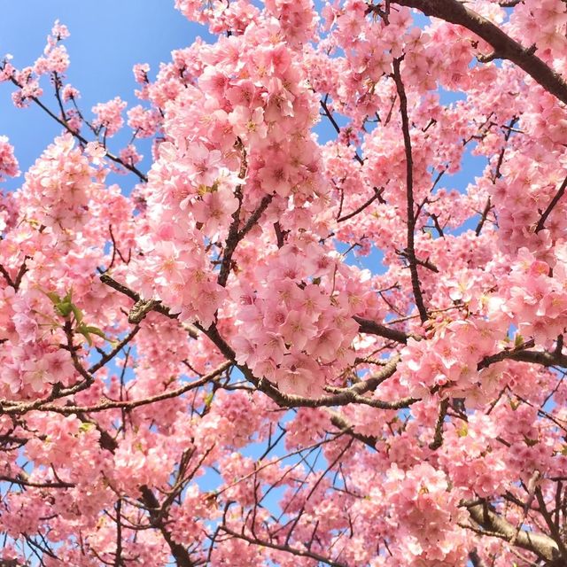 三浦海岸の河津桜に一足早い春を探す旅