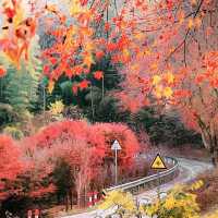 梨山 🍐🍁秋日中的山間🏞️🍂