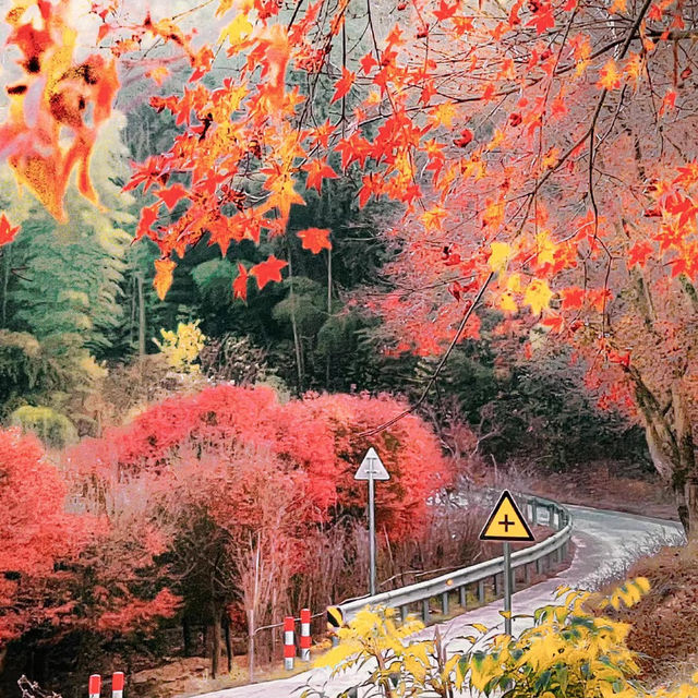 梨山 🍐🍁秋日中的山間🏞️🍂