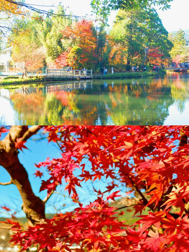 【絶景】湯布院で紅葉見るなら金鱗湖へ🍁