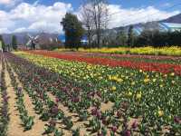 Herb garden travel diary