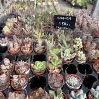 植物園！？素敵すぎる園芸ショップ！