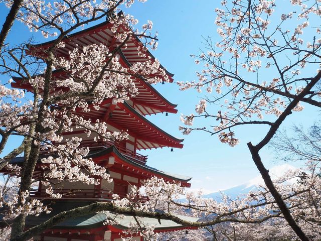 山梨県　新倉山 浅間公園 の桜