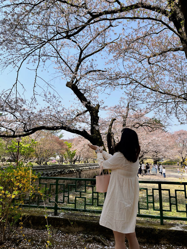 봄이되면 꼭 방문해야하는 국내 문화 유산 여행🌸