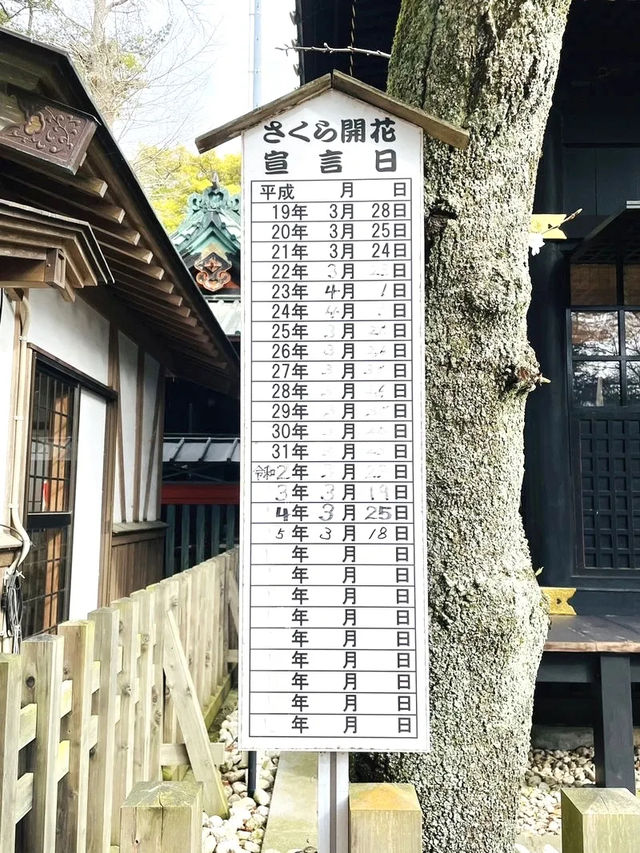 【玉前神社/千葉県】黒塗り社殿と桜の共演