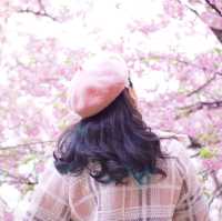 🌸ชมพู ชูใจ จนใจฟู กับซากุระคาวาซึ ณ เมืองมาสึดะ