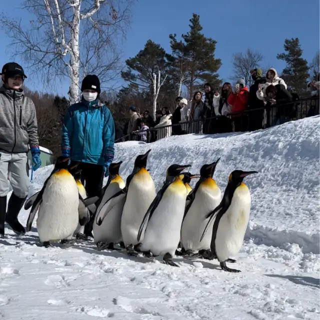 Cutest penguins walk ever!  