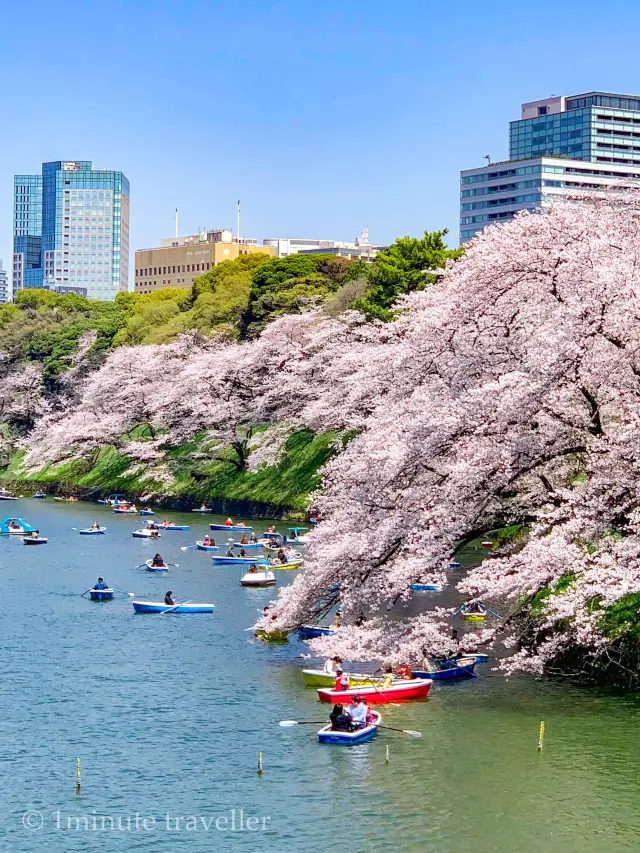皇居のお堀に浮かぶ色とりどりとボートと桜の絶景、千鳥ヶ淵