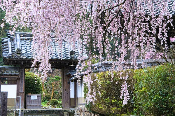 油絵奈良のしだれ桜
