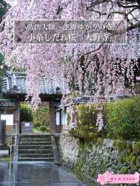 【奈良×桜】降り注ぐような樹齢300年しだれ桜が2本存在する穴場の桜スポット🌸