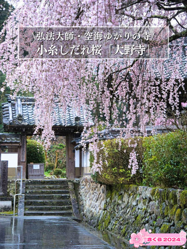 【奈良×桜】降り注ぐような樹齢300年しだれ桜が2本存在する穴場の桜スポット🌸