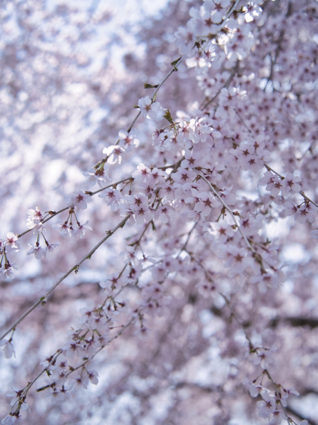 桜ページ 2025年4月17日西行戻しの松公園 桜の開花状況🌸｜新着情報｜松島