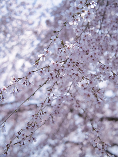 無料で楽しめる😍高台から見下ろす圧巻の桜並木🌸 | Trip.com 小山町