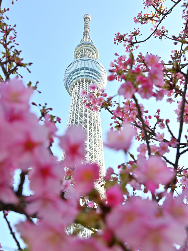 🌸絶対オススメ東京の桜スポット🌸東京スカイツリー