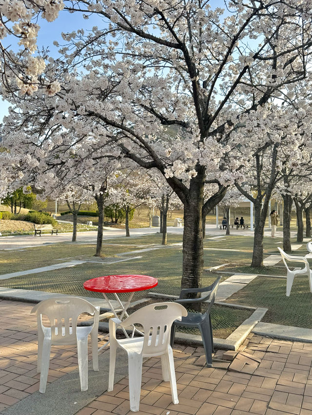 대구 수성구 꽃놀이와 피크닉 하기 좋은 벚꽃명소 대구스타디움 