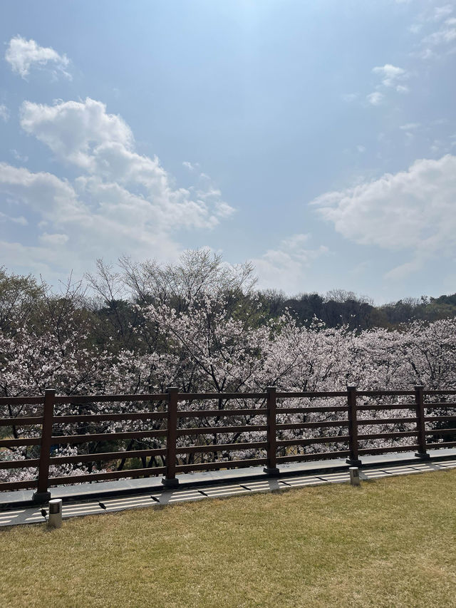 바글바글 사람많은 벚꽃명소 말고🌸나만 알고픈 조용한 벚꽃명소