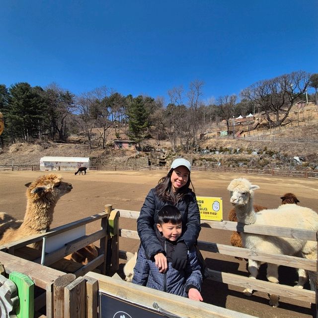 Alpaca World in Seoul