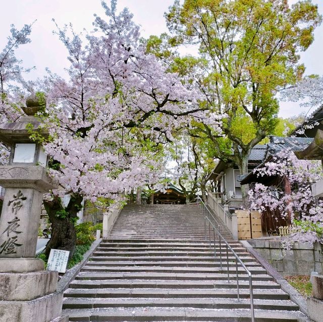 春の大阪旅行🌸都会の絶景の桜と『高津の宮』