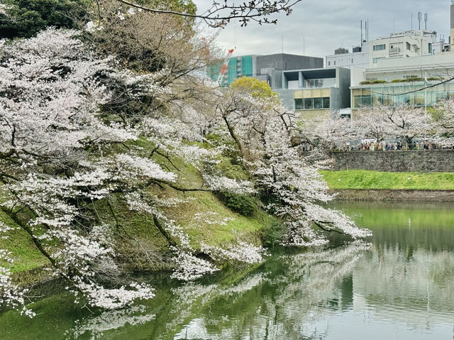 CoStudio | 千鳥ケ淵 - 桜の楽園🌸🏞️