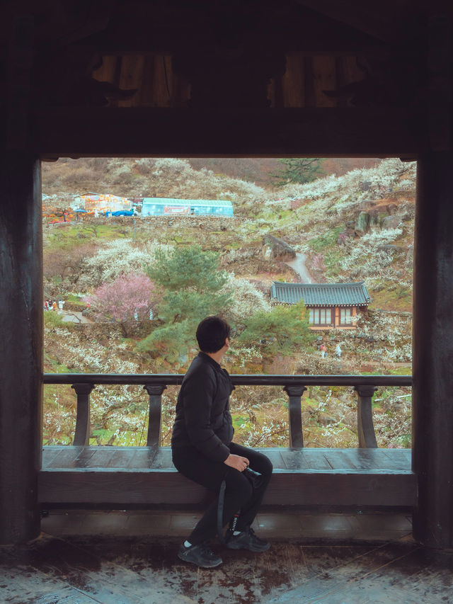 1년치 매화꽃을 다 볼 수 있는 “광양매화마을”