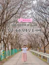 청주 사람들도 잘 모르는 숨은 벚꽃길과 카페 추천🌸💖