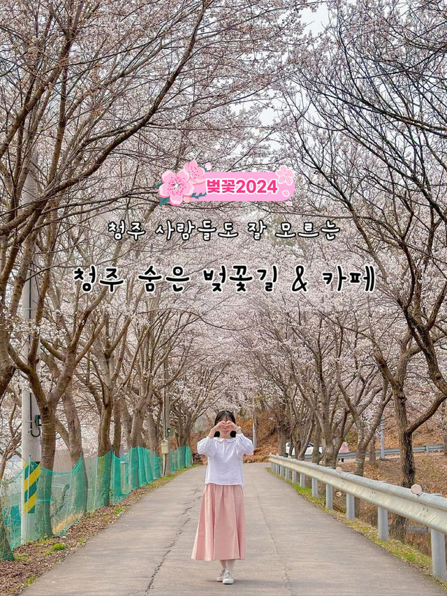 청주 사람들도 잘 모르는 숨은 벚꽃길과 카페 추천🌸💖