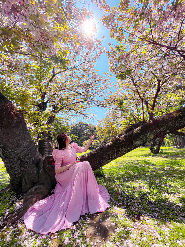 📍浜離宮恩賜庭園 🌸🗼東京・桜と菜の花を楽しむ春散策
