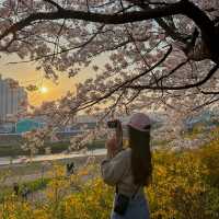 안양천따라 벚꽃구경