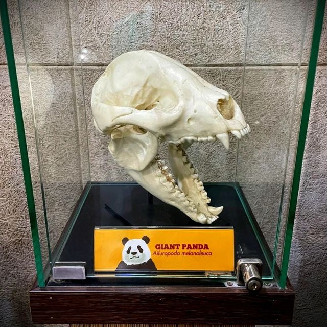 Panda-Monium In The Best Way Possible 