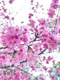 【櫻木神社/千葉県】桜最盛期の桜の代表的神社