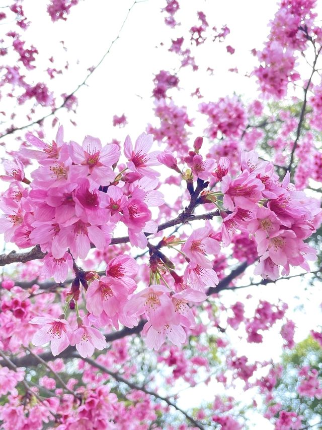 【櫻木神社/千葉県】桜最盛期の桜の代表的神社