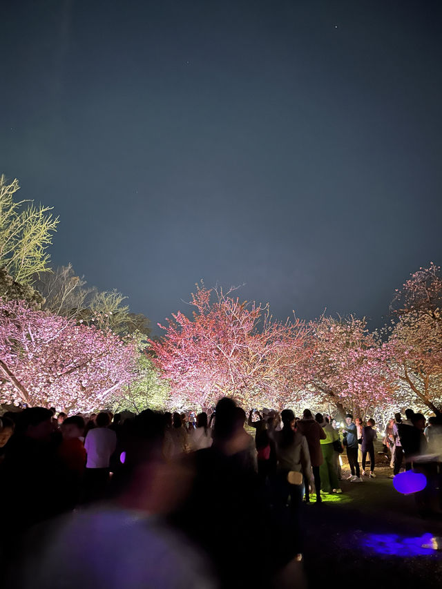 絢爛多彩の夜櫻🌸