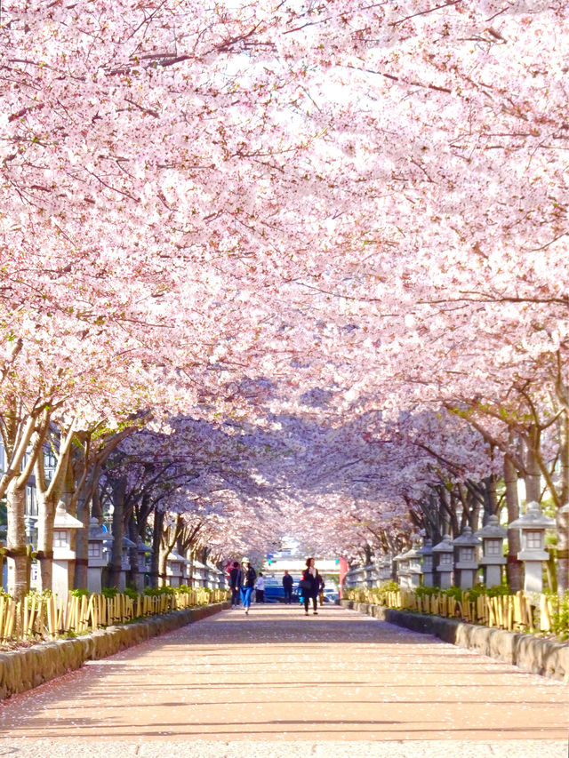 【段葛/神奈川県】約600mの桜のトンネル