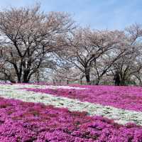 ชมซากุระพร้อมพรมสีชมพู