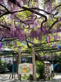 【國領神社/東京都】千年乃藤と飛び出す御朱印