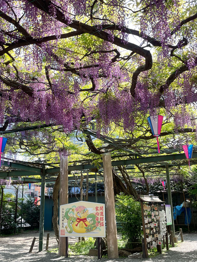 【國領神社/東京都】千年乃藤と飛び出す御朱印