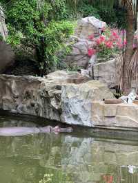 廣州市內親子遊第一推介❣️廣州動物園🥳