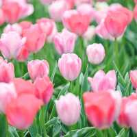 【京都】桜や季節のお花が楽しめる京都府立植物園