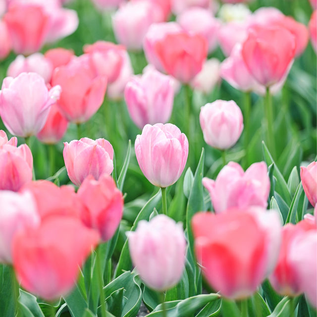 【京都】桜や季節のお花が楽しめる京都府立植物園