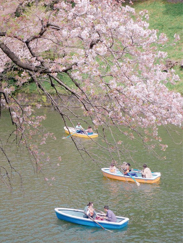 Blossoms in Tokyo: Embracing the Sakura Magic