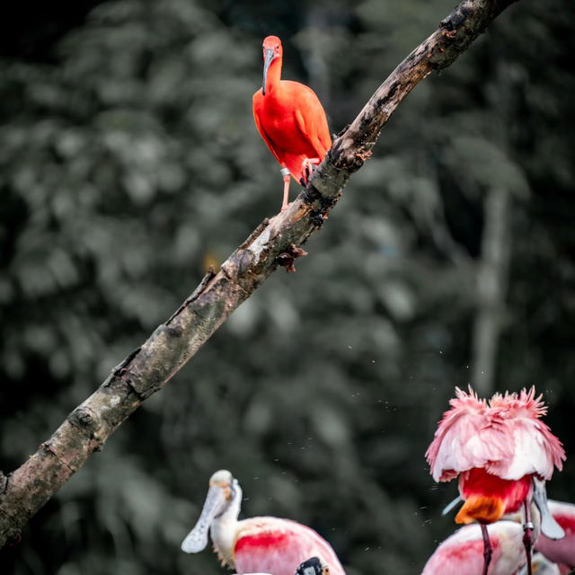 吉隆坡飛禽公園：生態奇境
