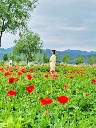 罌粟花盛開的楊口春季旅行路線